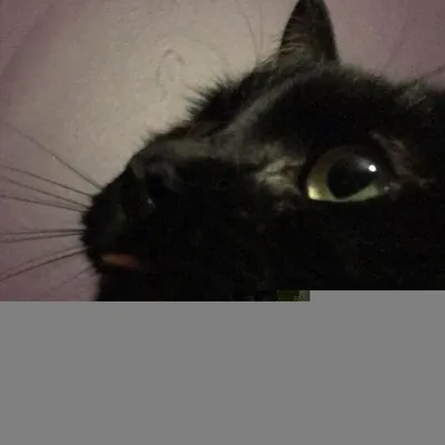 Julnviolet