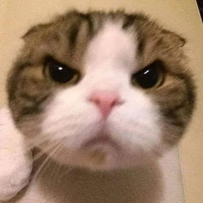 Ddmrch