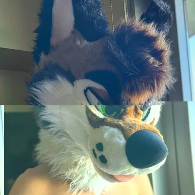 Palacewolf