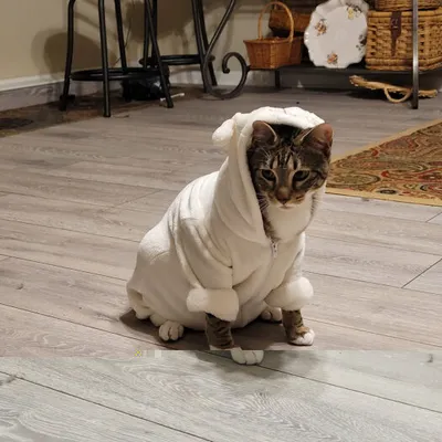 Purrfectpussies